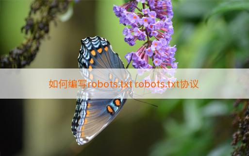 如何编写robots.txt robots.txt协议